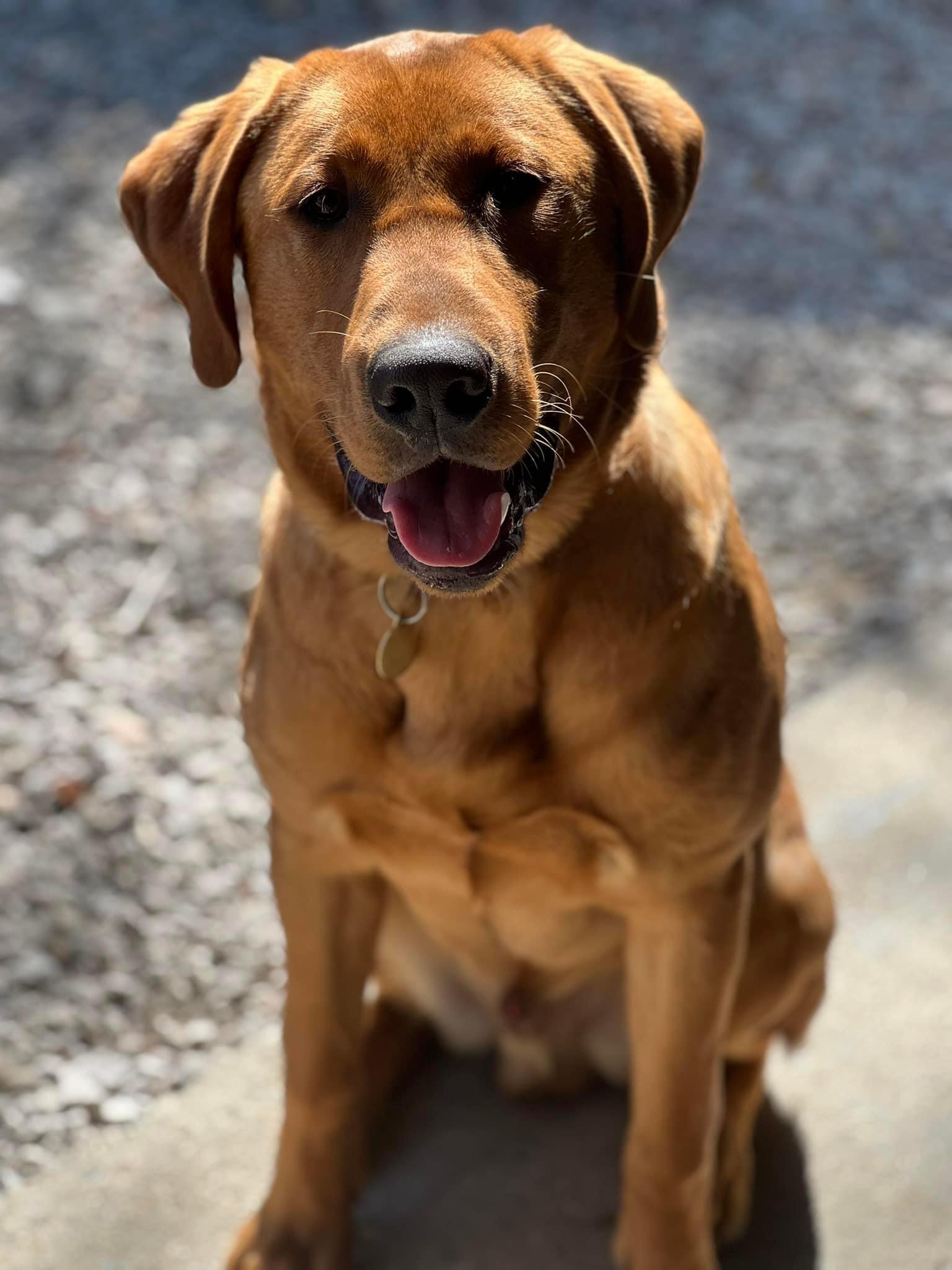 Dog Photo