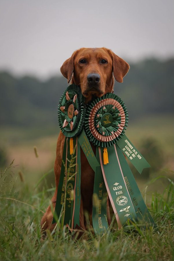 Sire Photo