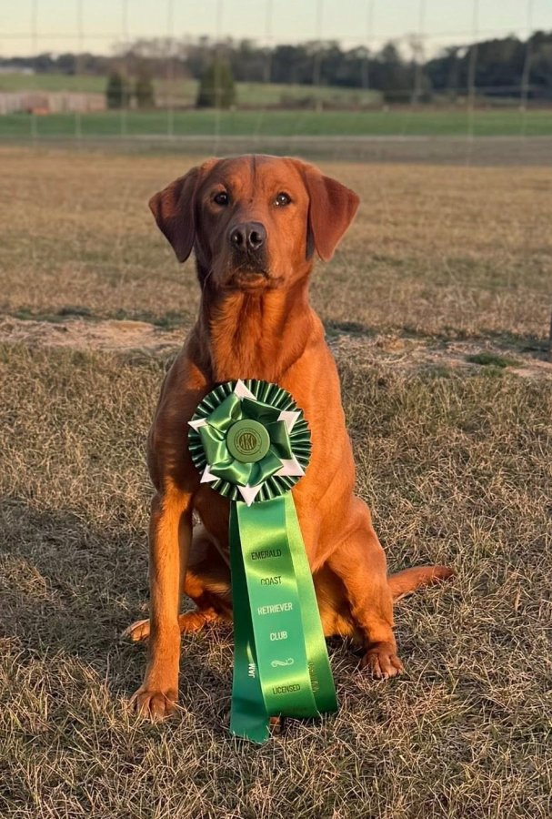Stud Dog