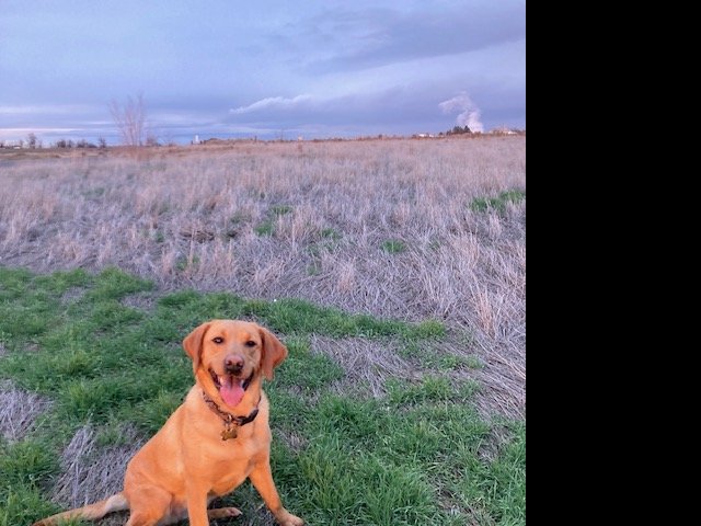 Dog Photo
