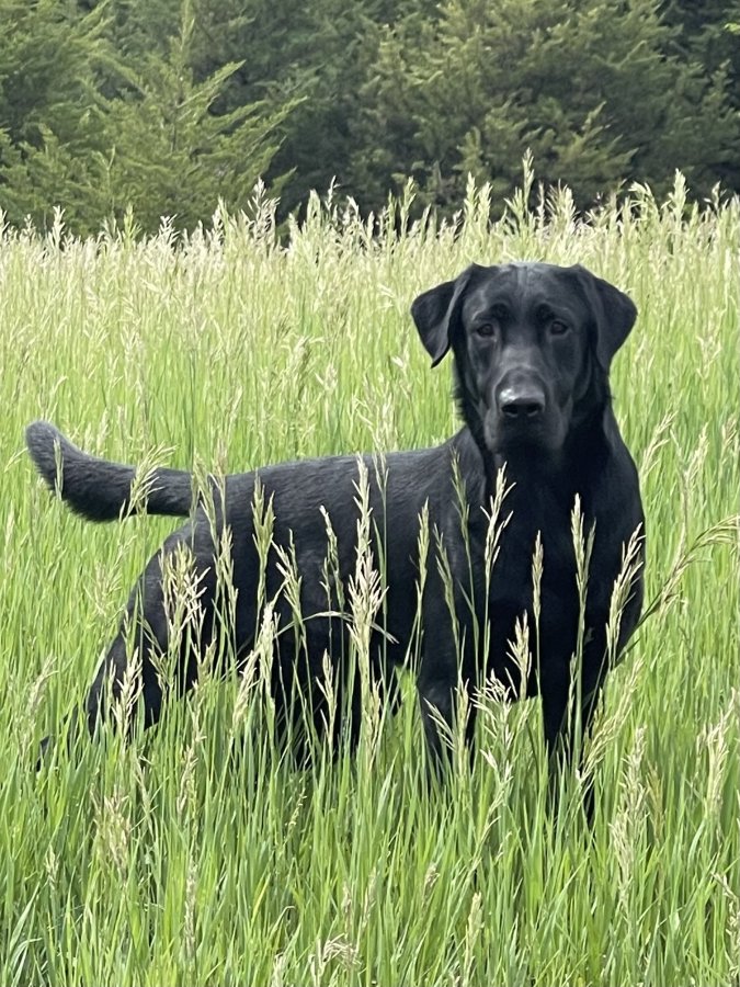 Dog Photo