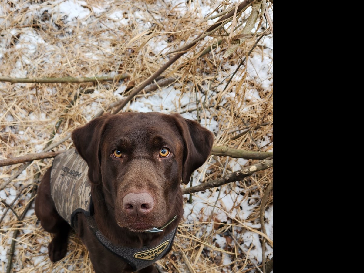 Dog Photo