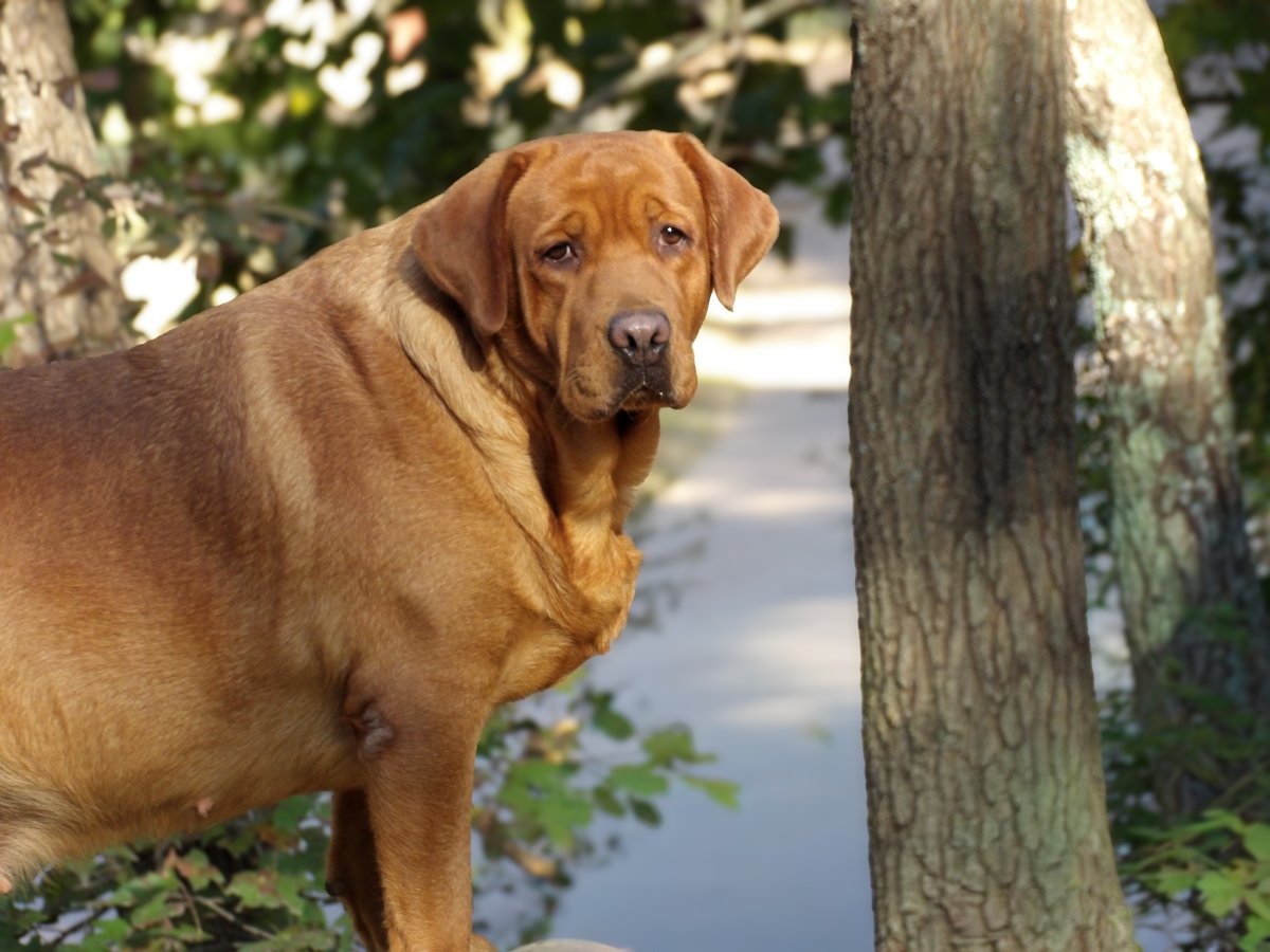 Dog Photo