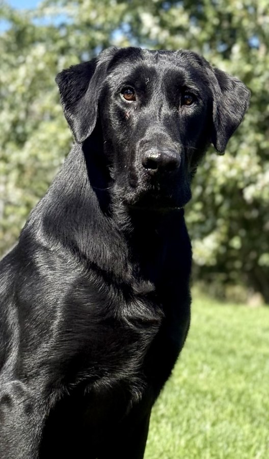 Dog Photo
