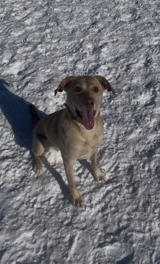 Dog Photo