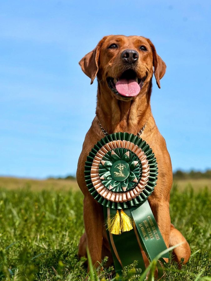 Dog Photo
