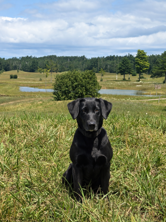 Dog Photo
