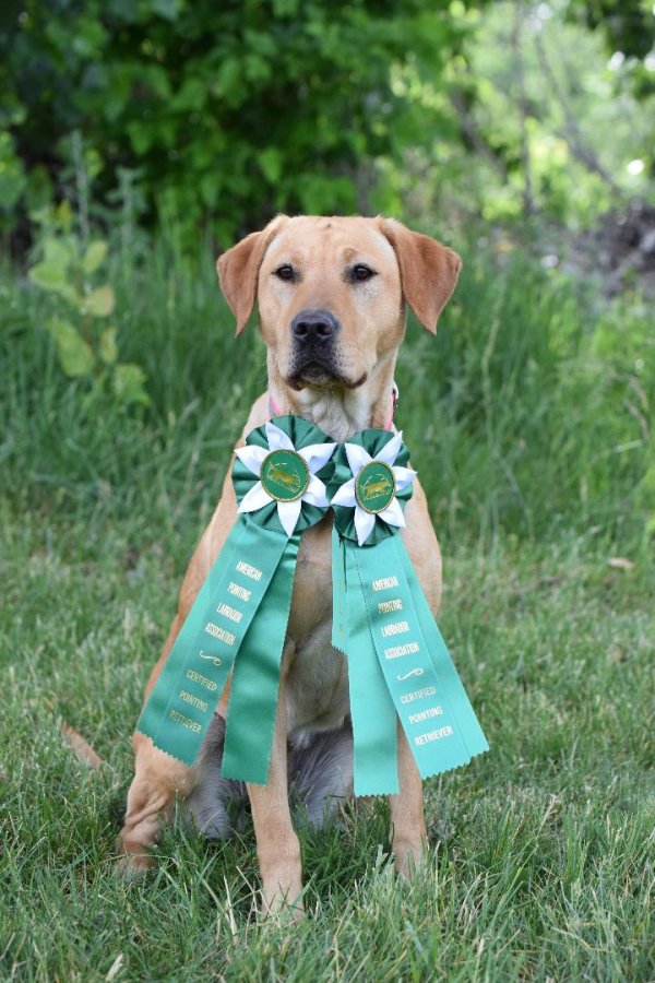 Dog Photo