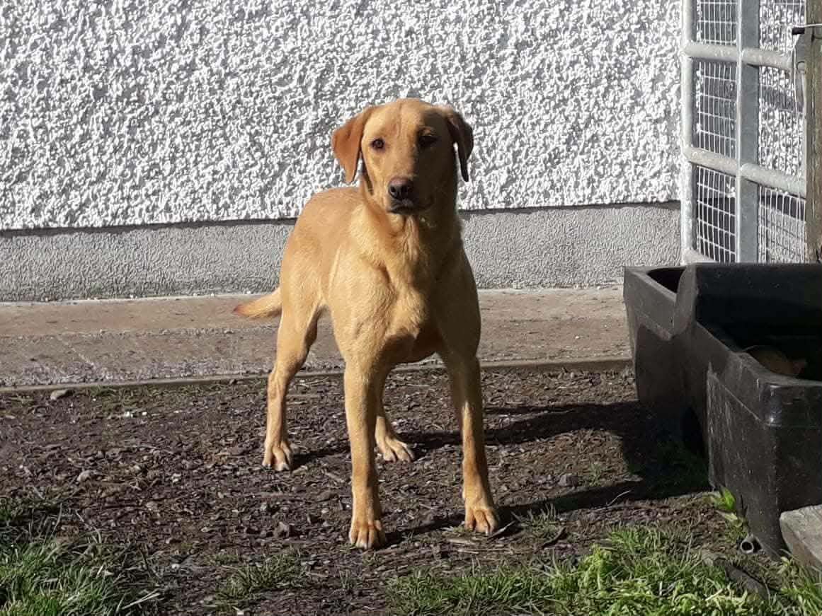 Dog Photo