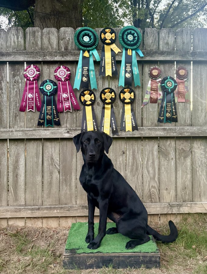 Dog Photo