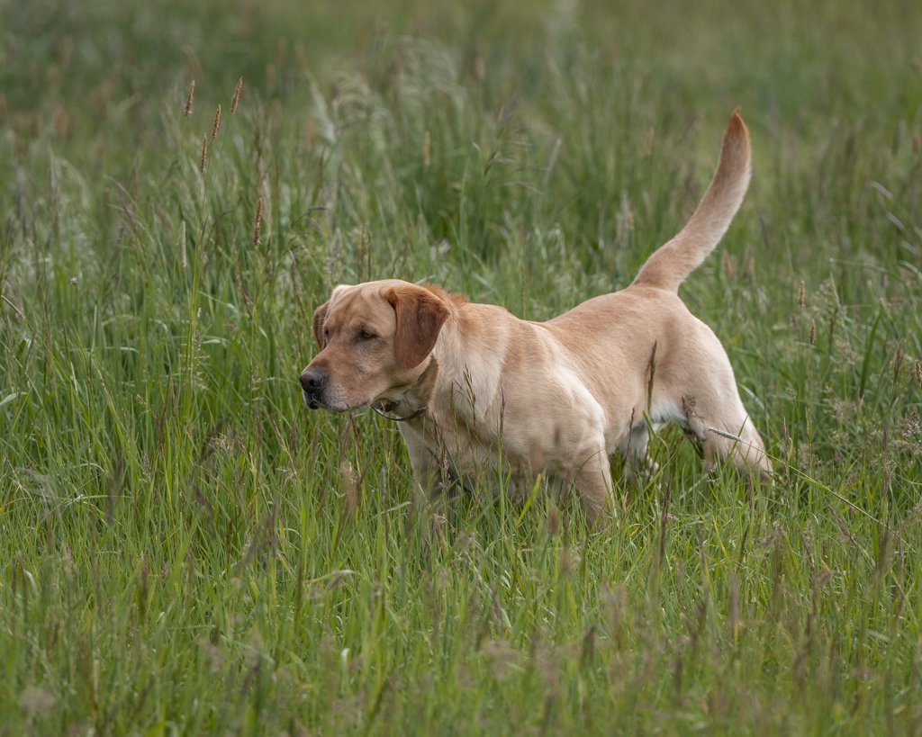 Sire Photo