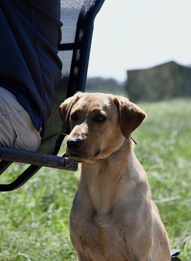 Dog Photo