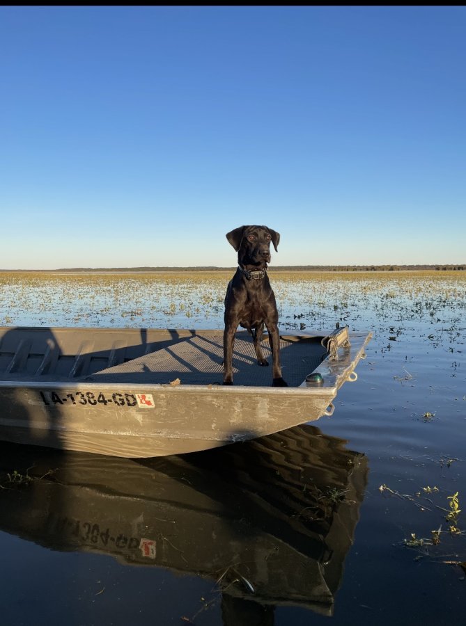 Dog Photo