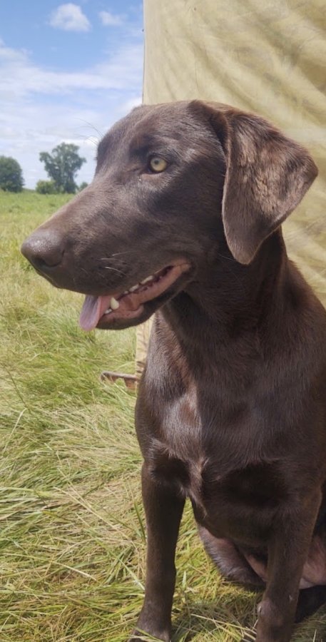 Dog Photo