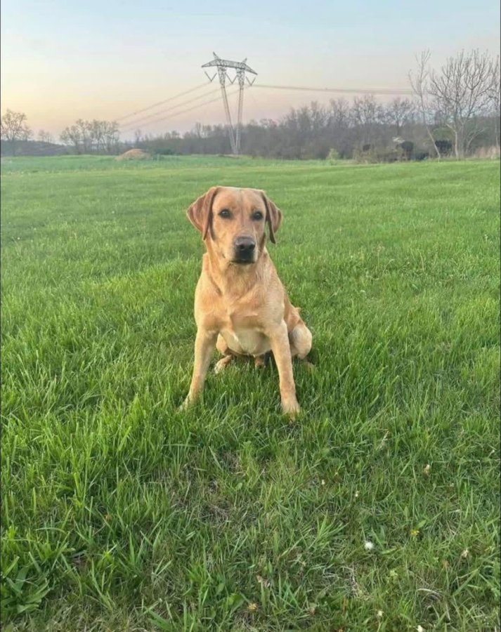 Sire Photo