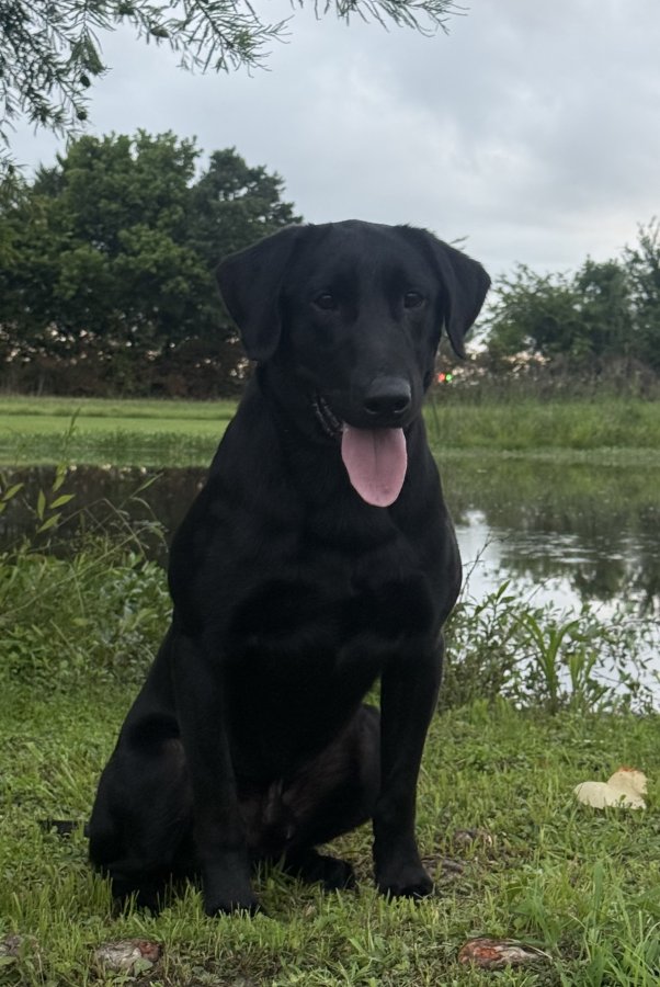 Dog Photo