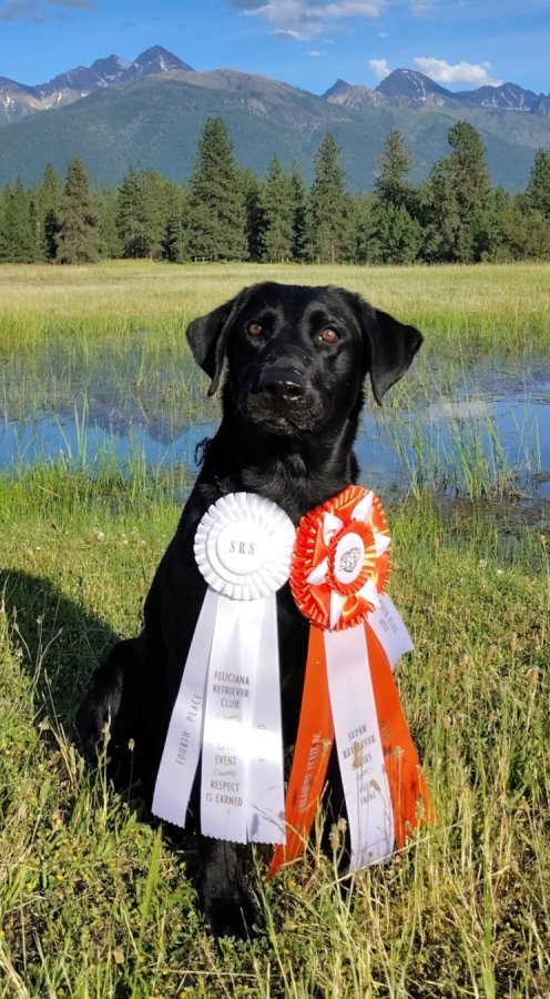 Dog Photo