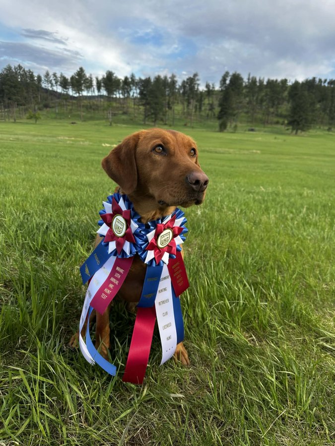 Dog Photo