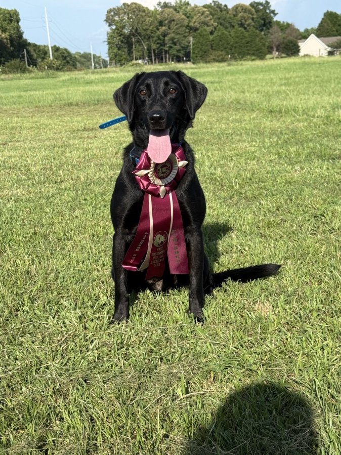 Dog Photo