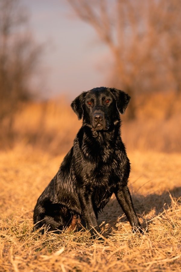 Stud Dog