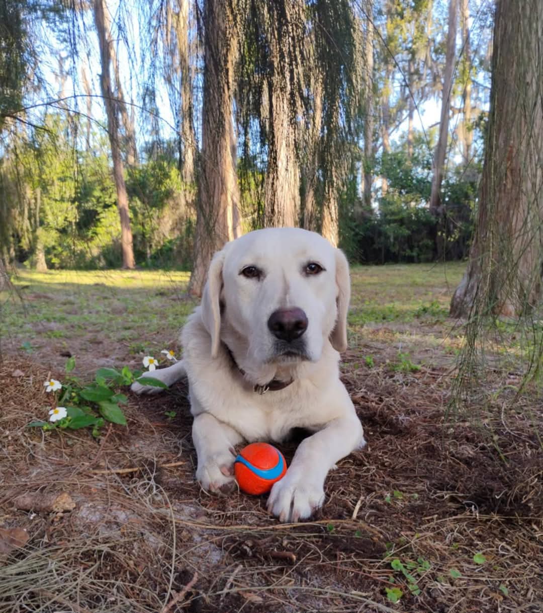 Dog Photo