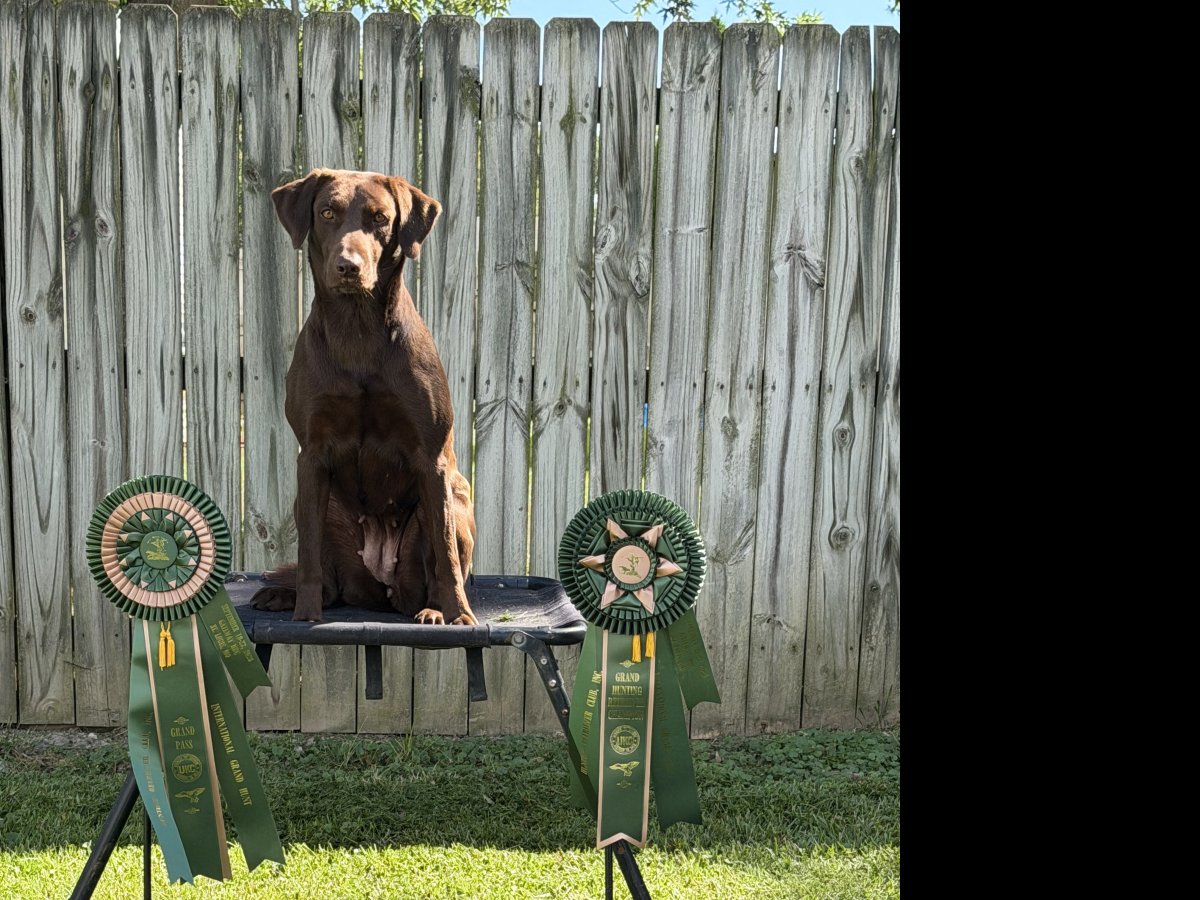 Dog Photo