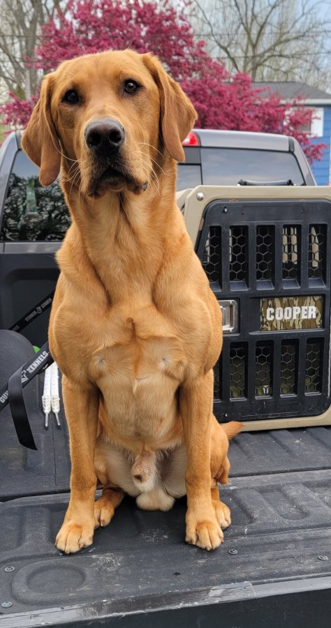 Dog Photo