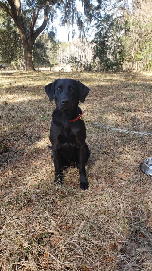 Dog Photo