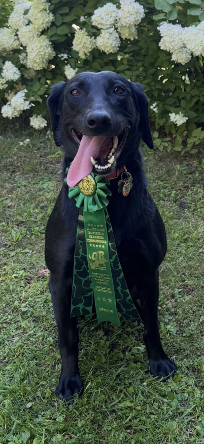 Dog Photo