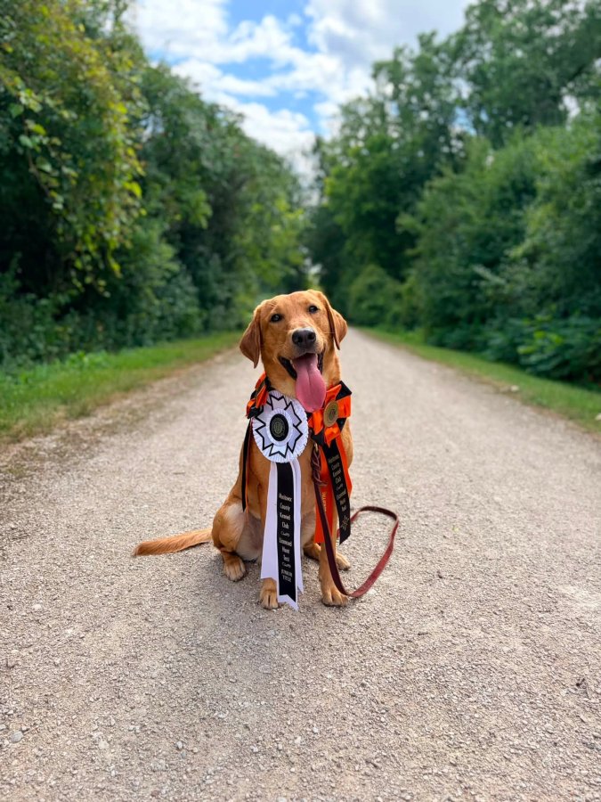 Dog Photo