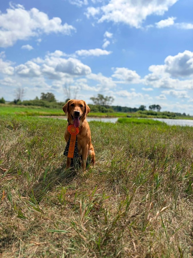 Dog Photo