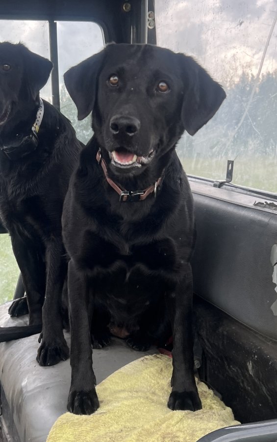 Dog Photo