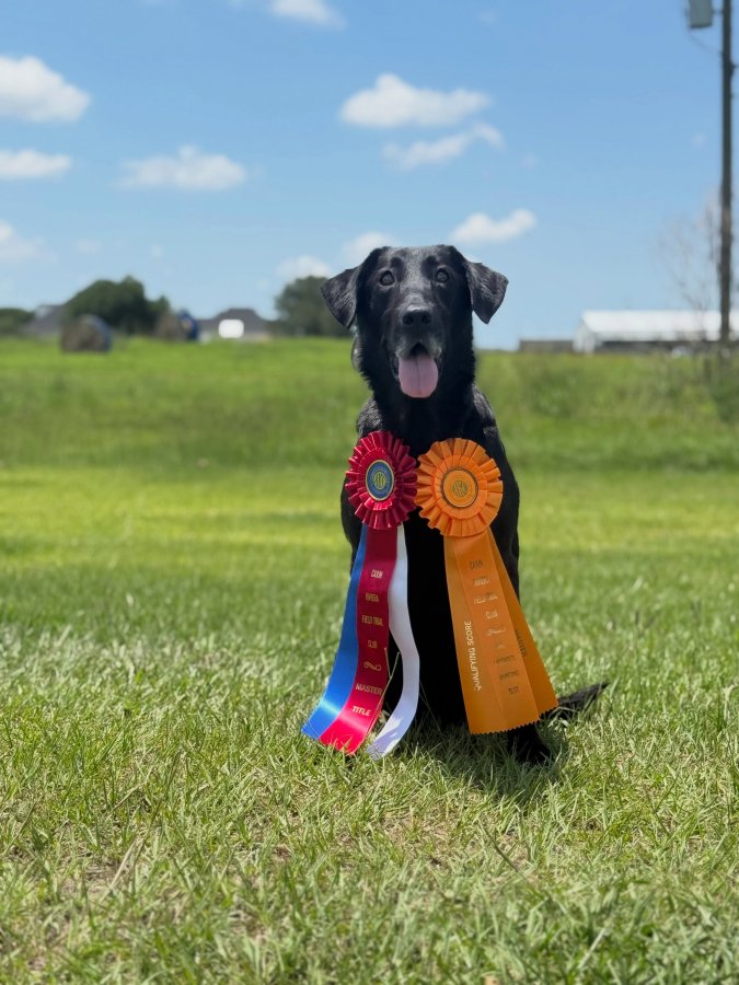 Dog Photo