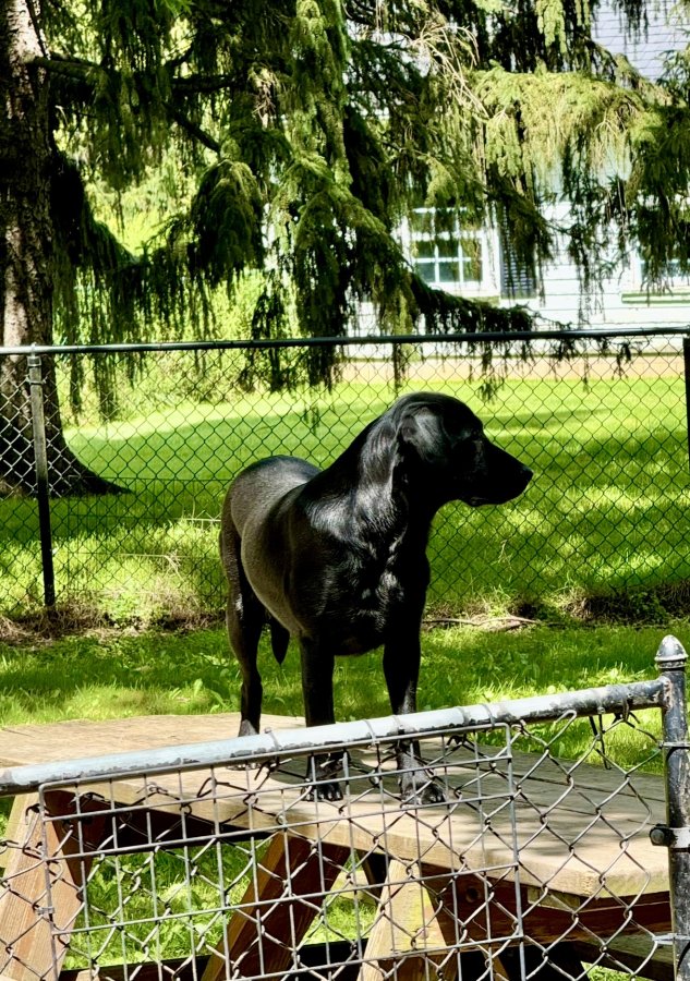 Dog Photo