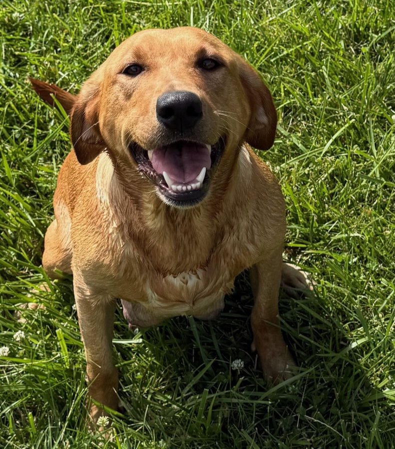 Dog Photo