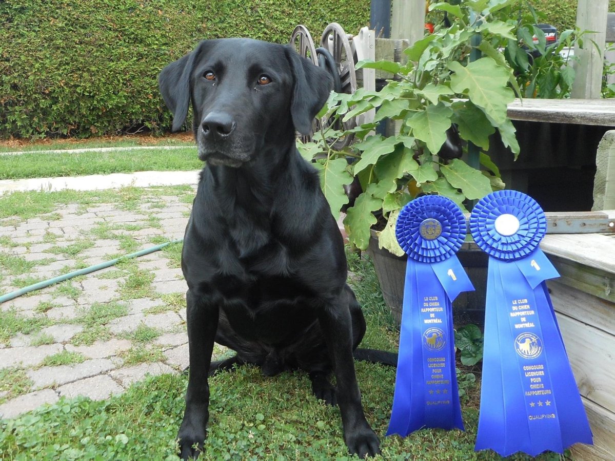 Dog Photo