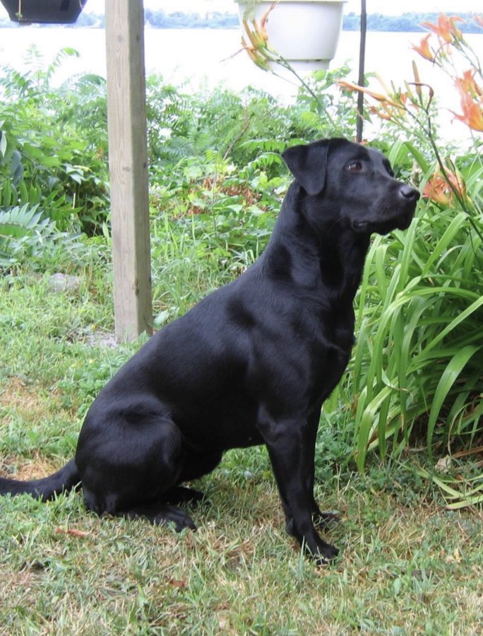 Dog Photo