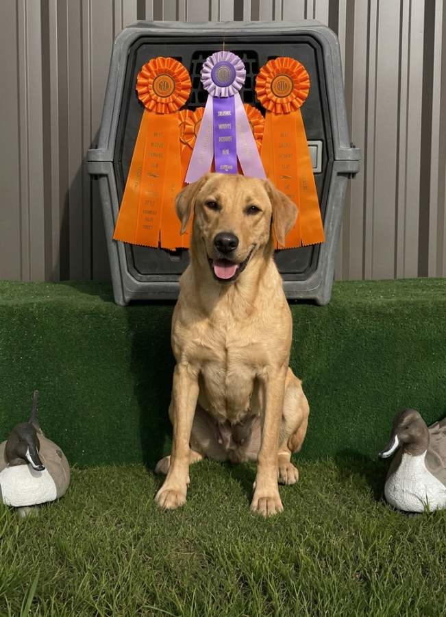 Dog Photo