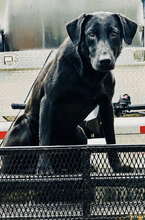Dog Photo