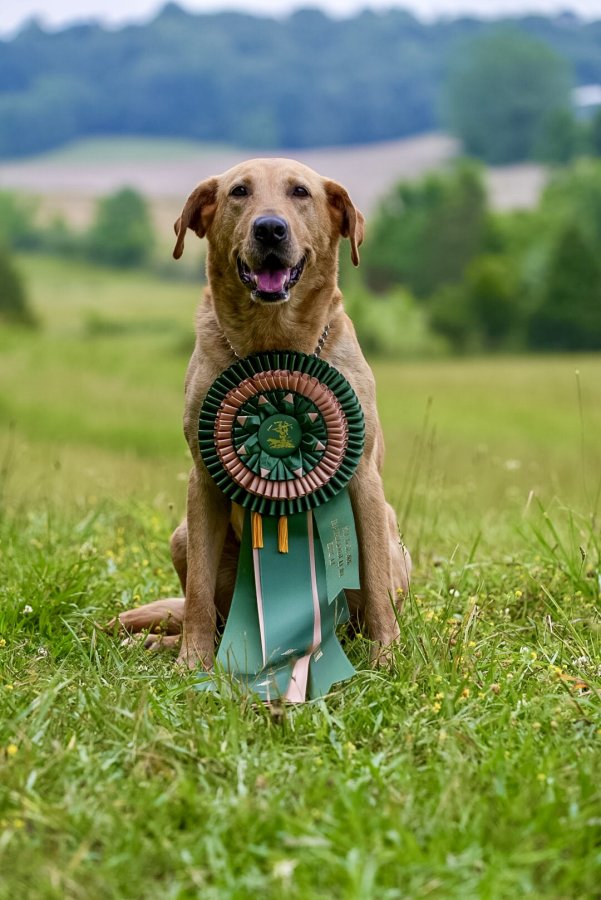 Dog Photo