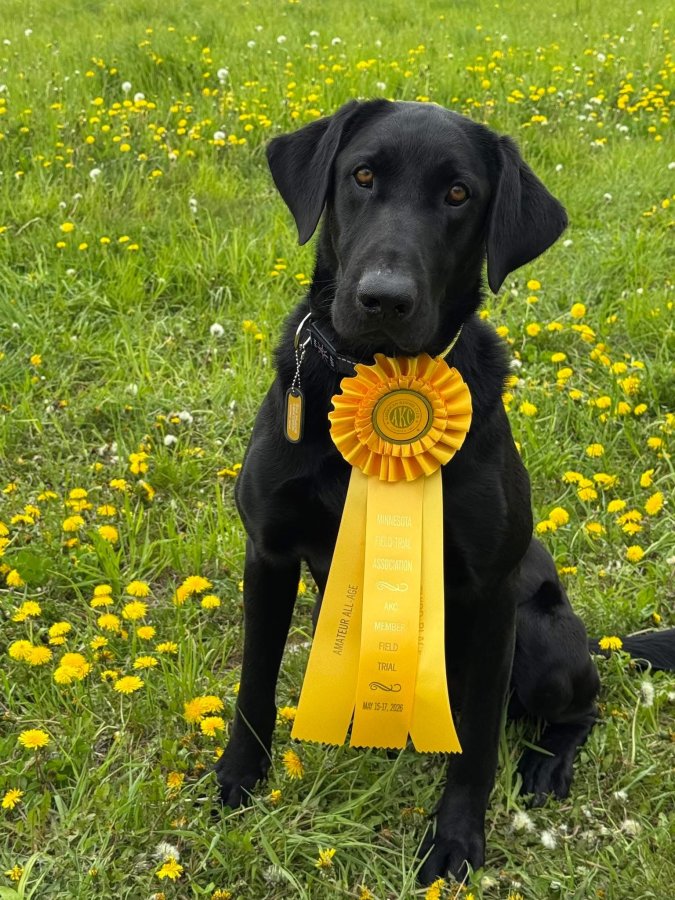 Sire Photo