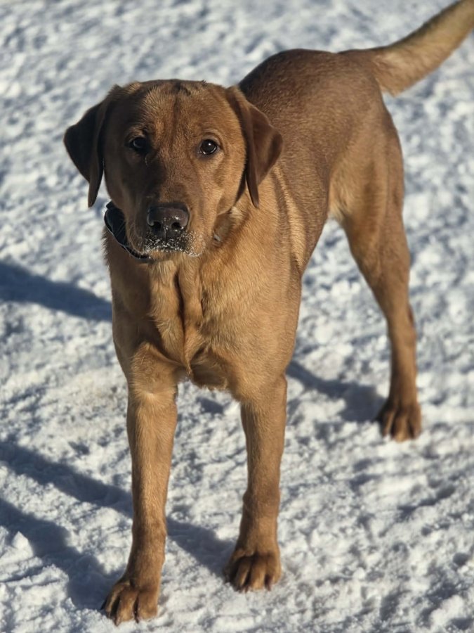Dog Photo