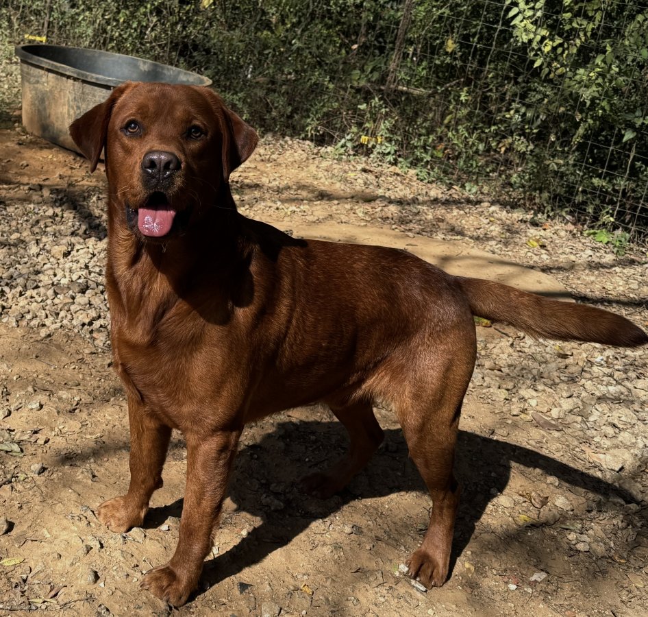 Dog Photo