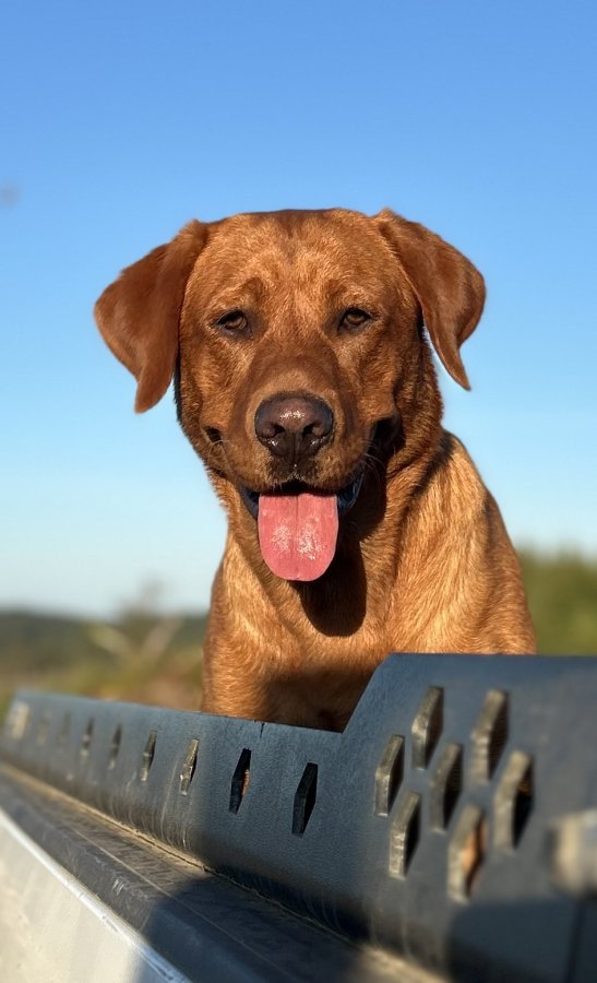 Dog Photo