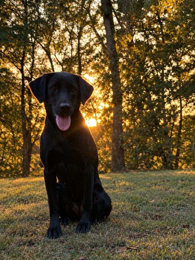 Dog Photo
