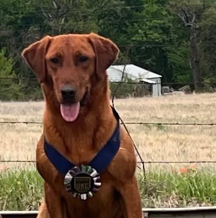 Dog Photo