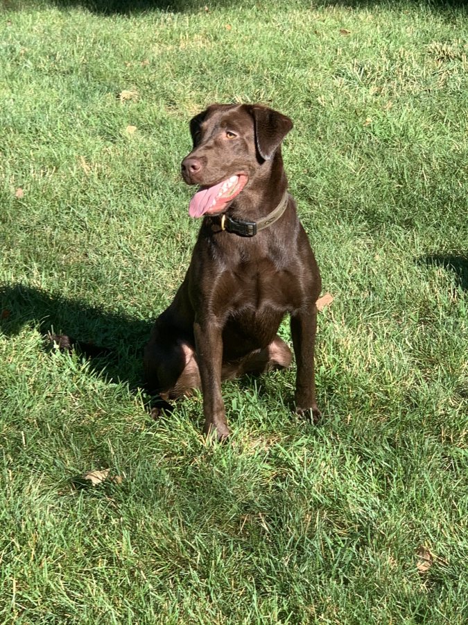 Dog Photo