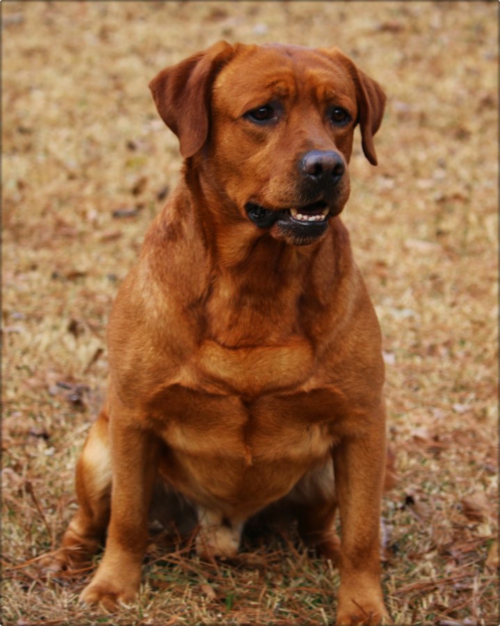 Dog Photo