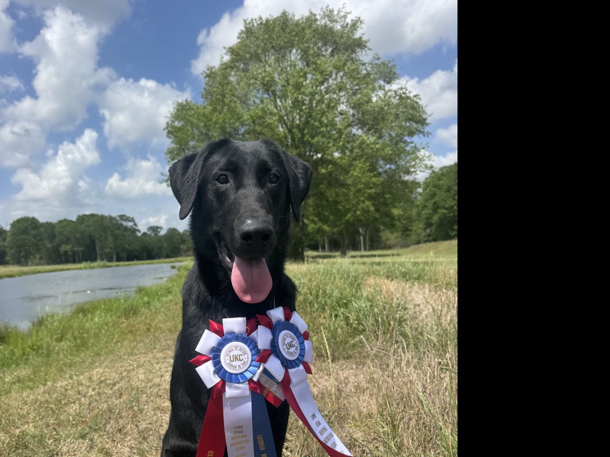Dog Photo