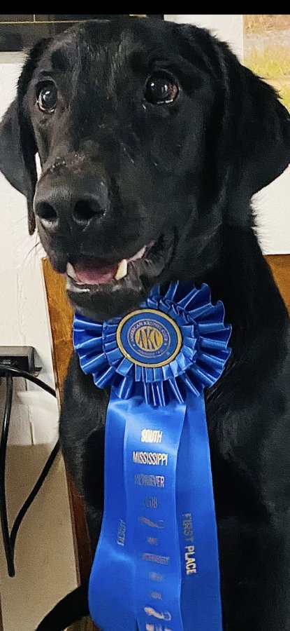 Dog Photo